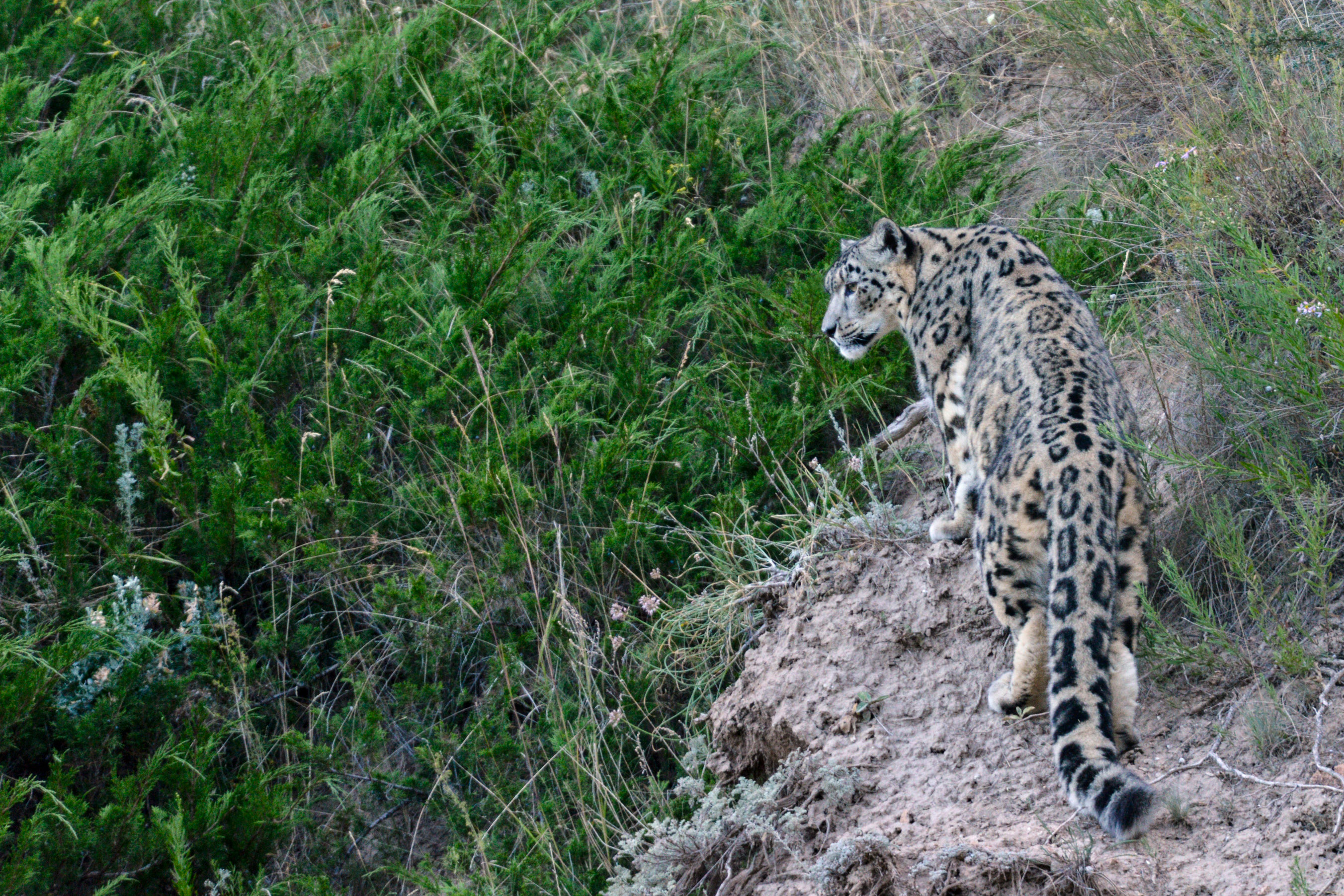 Communities united to protect snow leopards - Land of Snow Leopard