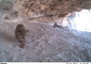 Cubs with their mother in Upper Mustang, Nepal-photo_ SLC_NTNC-ACAP