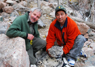 Dr. Rodney Jackson and Dr. B. Munkhtsog with sedated snow leopard
