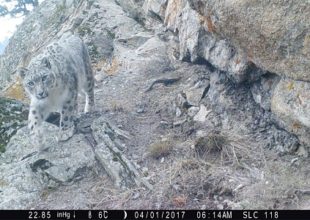 Ghulams-trail-camera-photo-resized-for-website