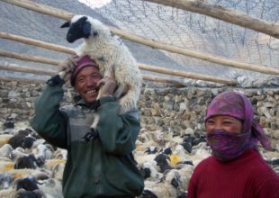 Herders with sheep inside predator-proofed corral_ photoSLC-IT