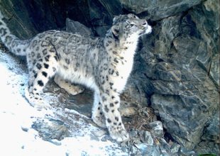 Snow leopard marking a rock in Altai Republic of Russia_photo_Arkhar