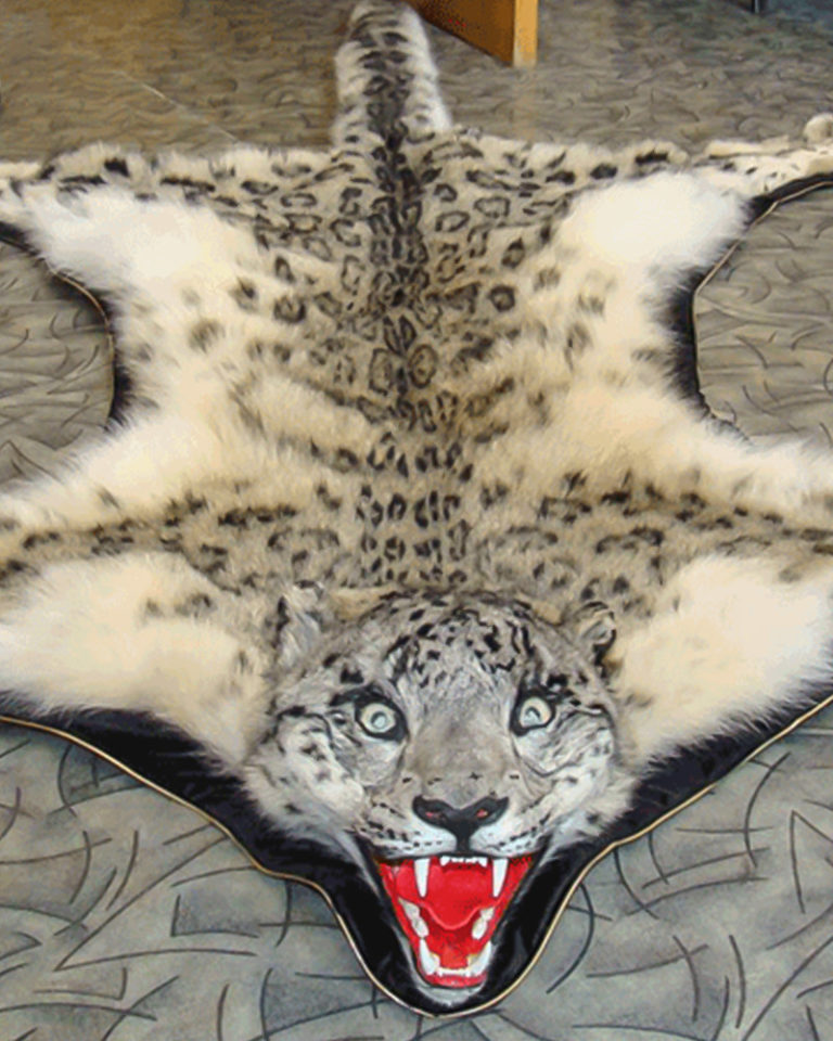 Facts about mountain leopard - Land of Snow Leopard