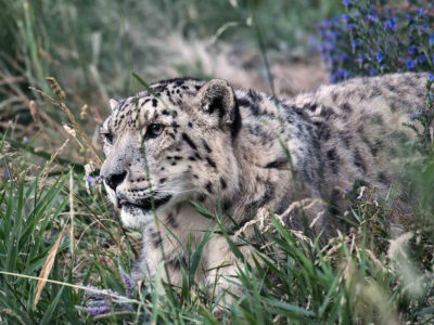 Snow Leopard-Krygyzstan Snow Leopard-Krygyzstan